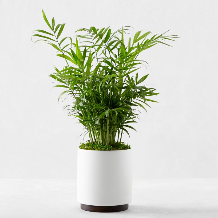 Léon & George Parlor Palm Potted Plant | Williams Sonoma