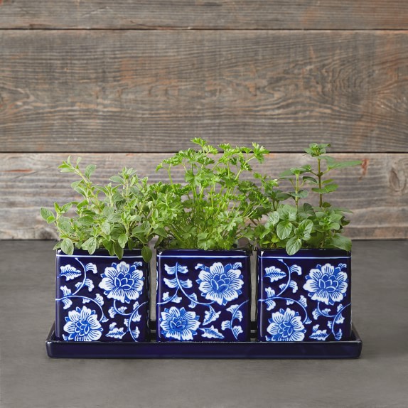 Blue White Ceramic Herb Tray With Pots Set Of 3 Williams Sonoma