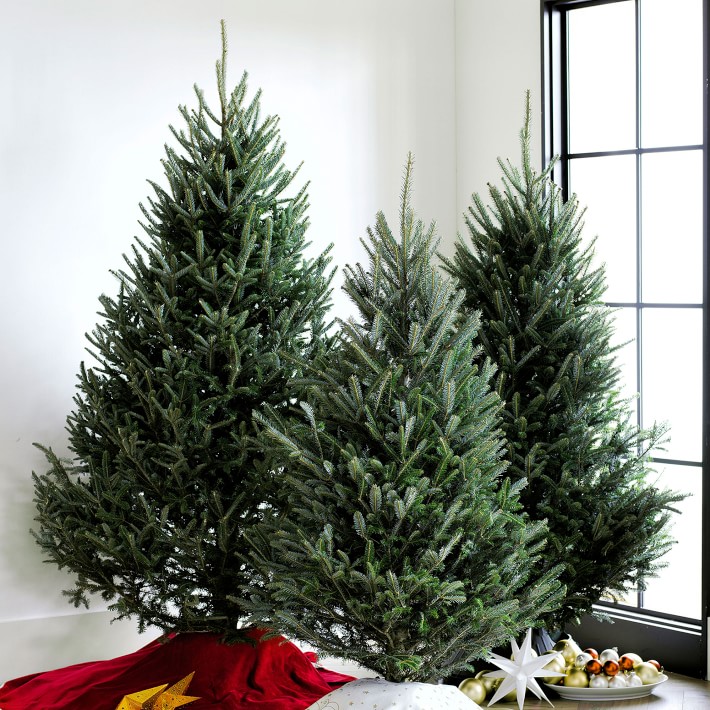 Fresh Blue Ridge Mountain Christmas Tree Williams Sonoma