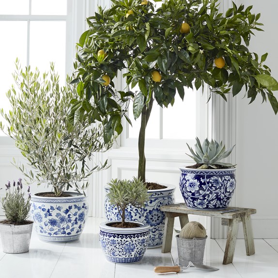 Blue White Ceramic Planter Large Williams Sonoma