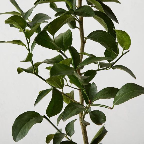 Live Alder & Oak Semi Dwarf Lime Tree Williams Sonoma