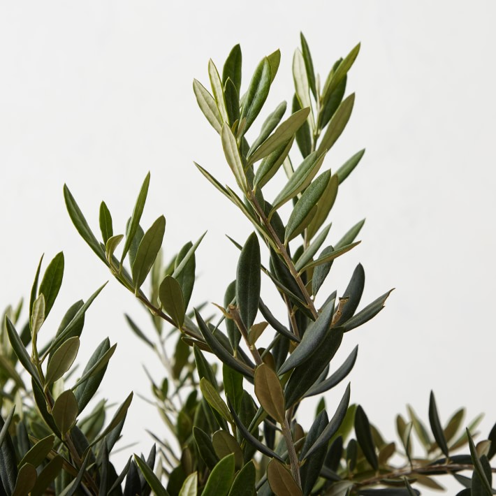 Live Alder & Oak Dwarf Olive Shrub | Williams Sonoma