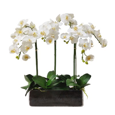 Faux Orchid Phalaenopsis in Rectangular Planter | Williams Sonoma