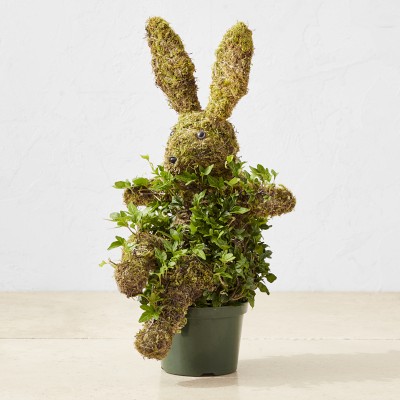 Potted Easter Bunny Ivy & Moss Live Topiary | Williams Sonoma