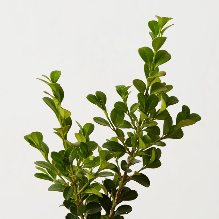 https://assets.wsimgs.com/wsimgs/rk/images/dp/wcm/202328/0010/live-alder-oak-japanese-boxwood-o.jpg