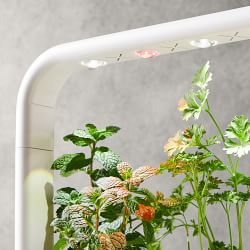 Click and Grow Indoor Garden Systems Williams Sonoma