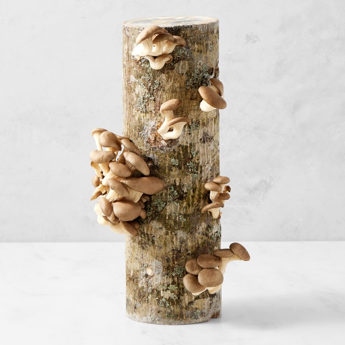 Oyster Mushroom Log Kit