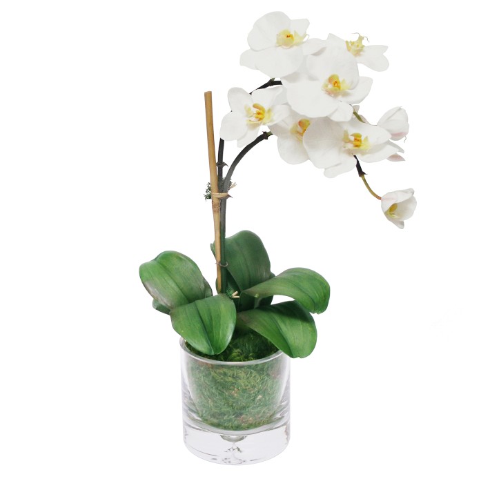 Orchidée Rose + Cache pot Transparent