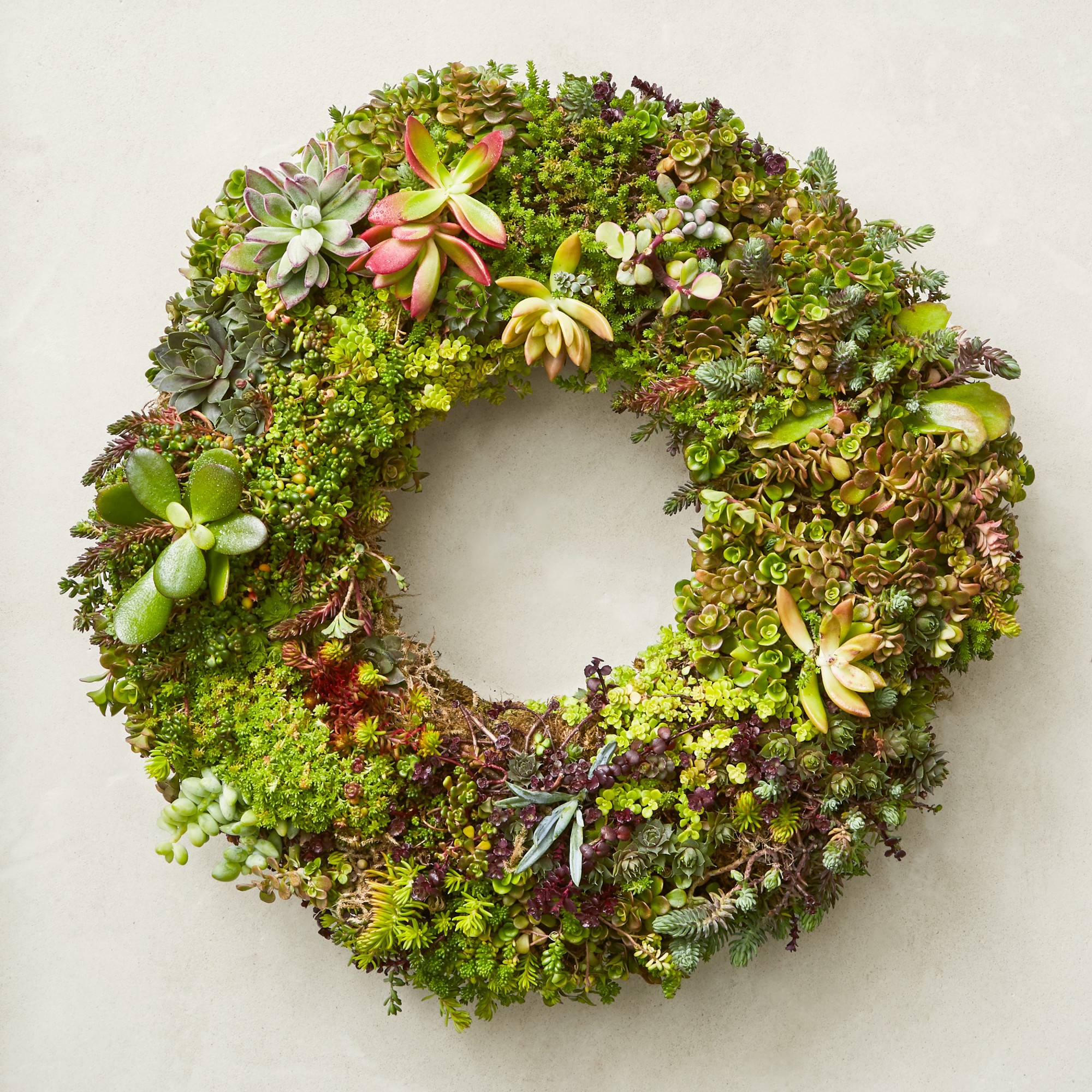 Succulent Live Wreath & Centerpiece