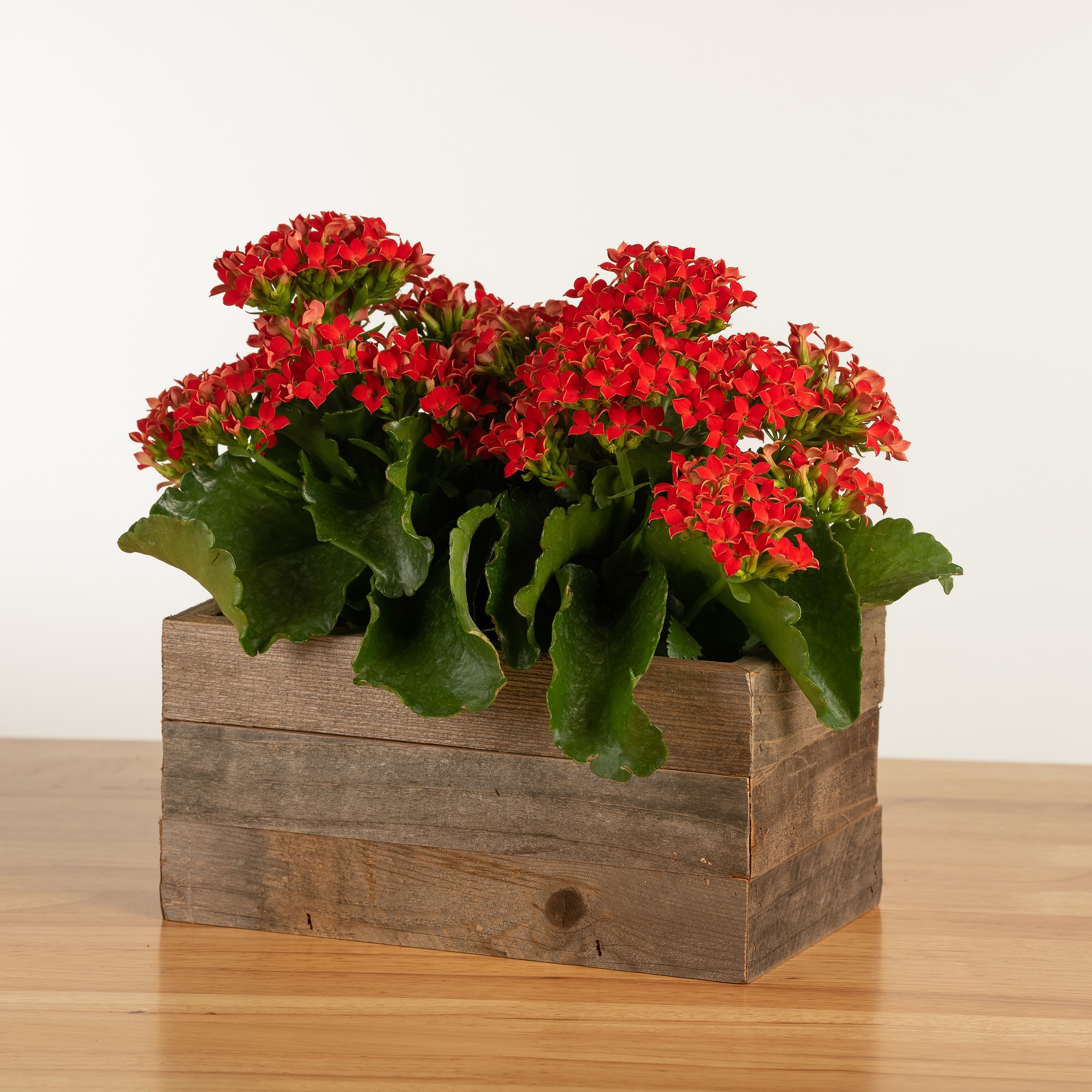 Live Double Kalanchoe in Reclaimed Wood Planter