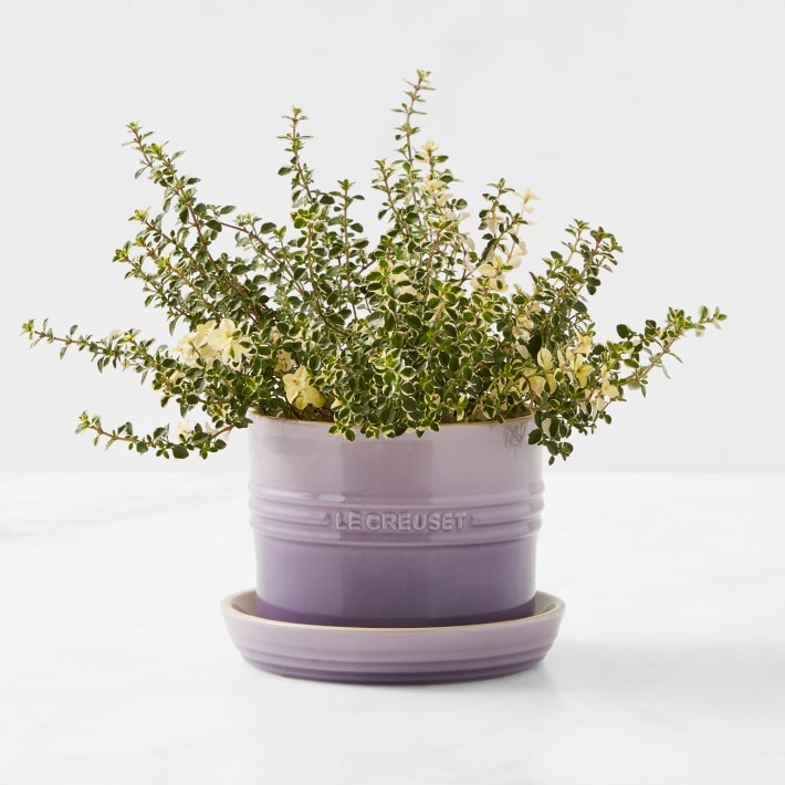 PROVENCE Le Creuset Herb Planter with Tray