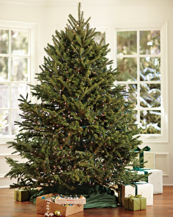 Fresh Blue Ridge Mountain Christmas Tree, 6'-7', Dec 4 – Dec 15 (Order by Dec 8)