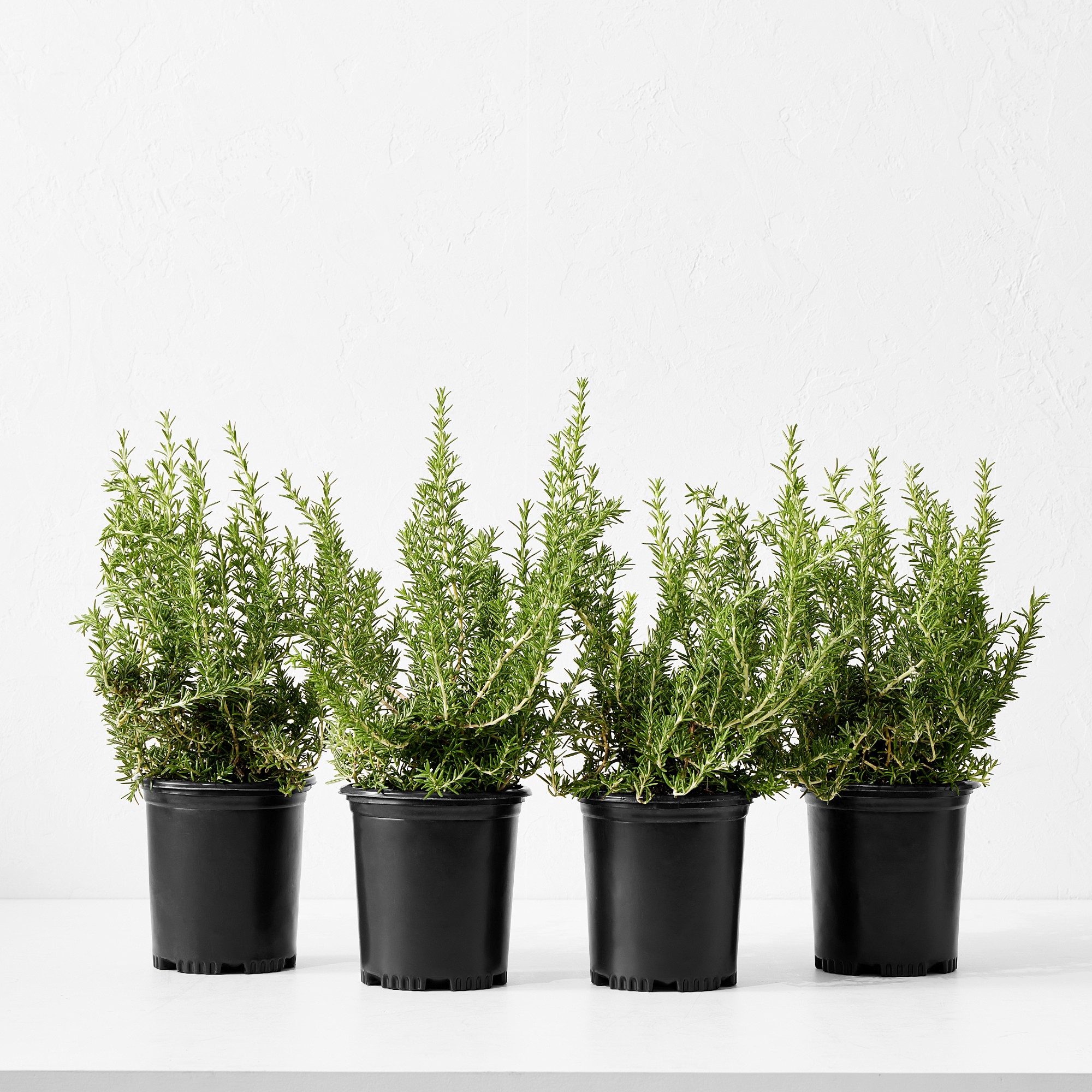 Alder & Oak Rosemary Shrub, Set of 4