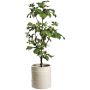 6.3' Faux Fig Tree in Planter