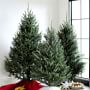 Live Blue Ridge Mountain Christmas Tree, 3'-9'