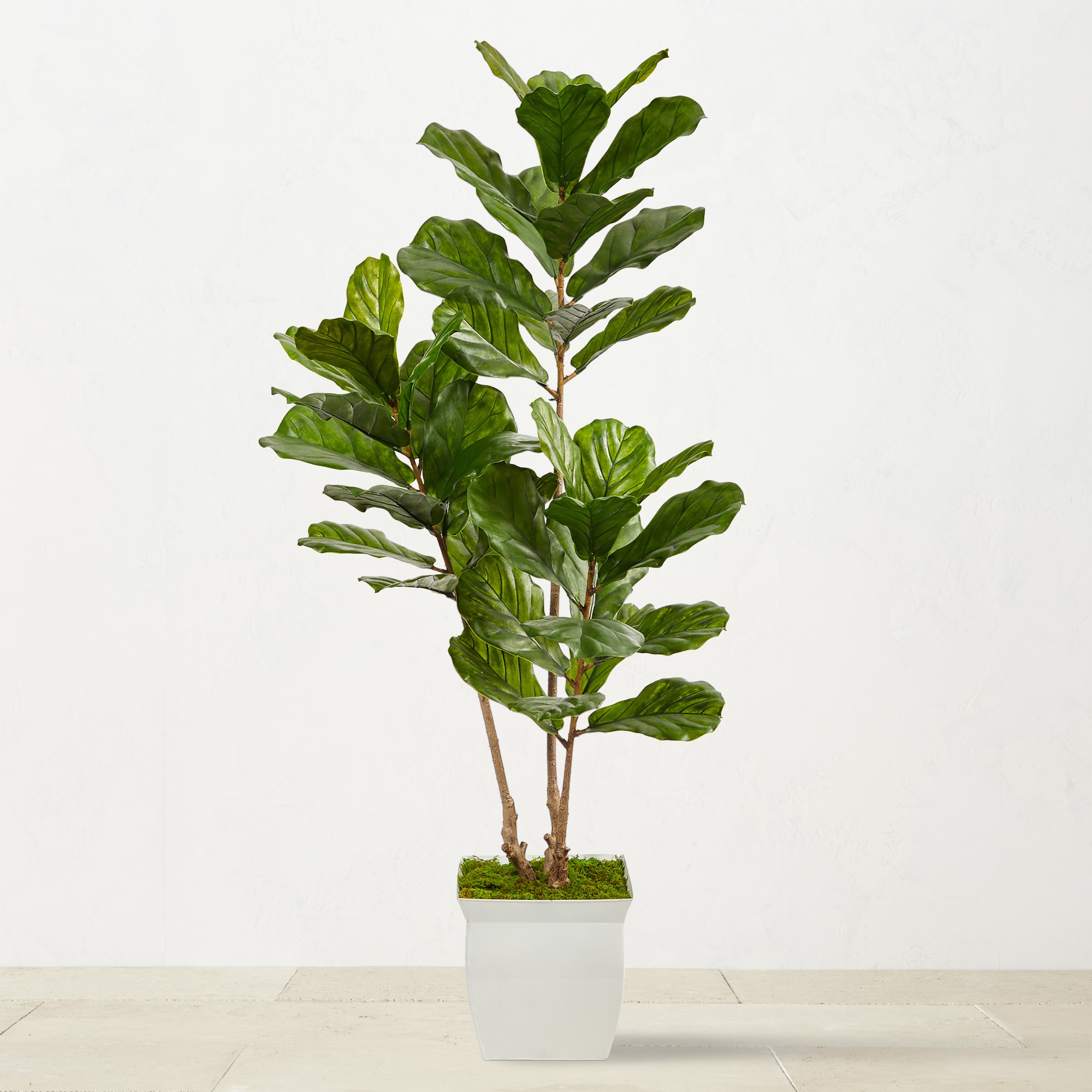 Faux Fiddle Leaf Tree in White Metal Planter, 5.5'