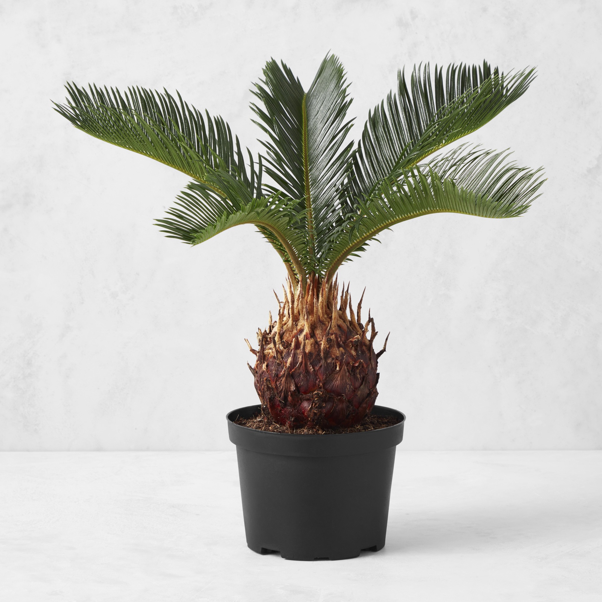 Live Sago Palm, 1.2'