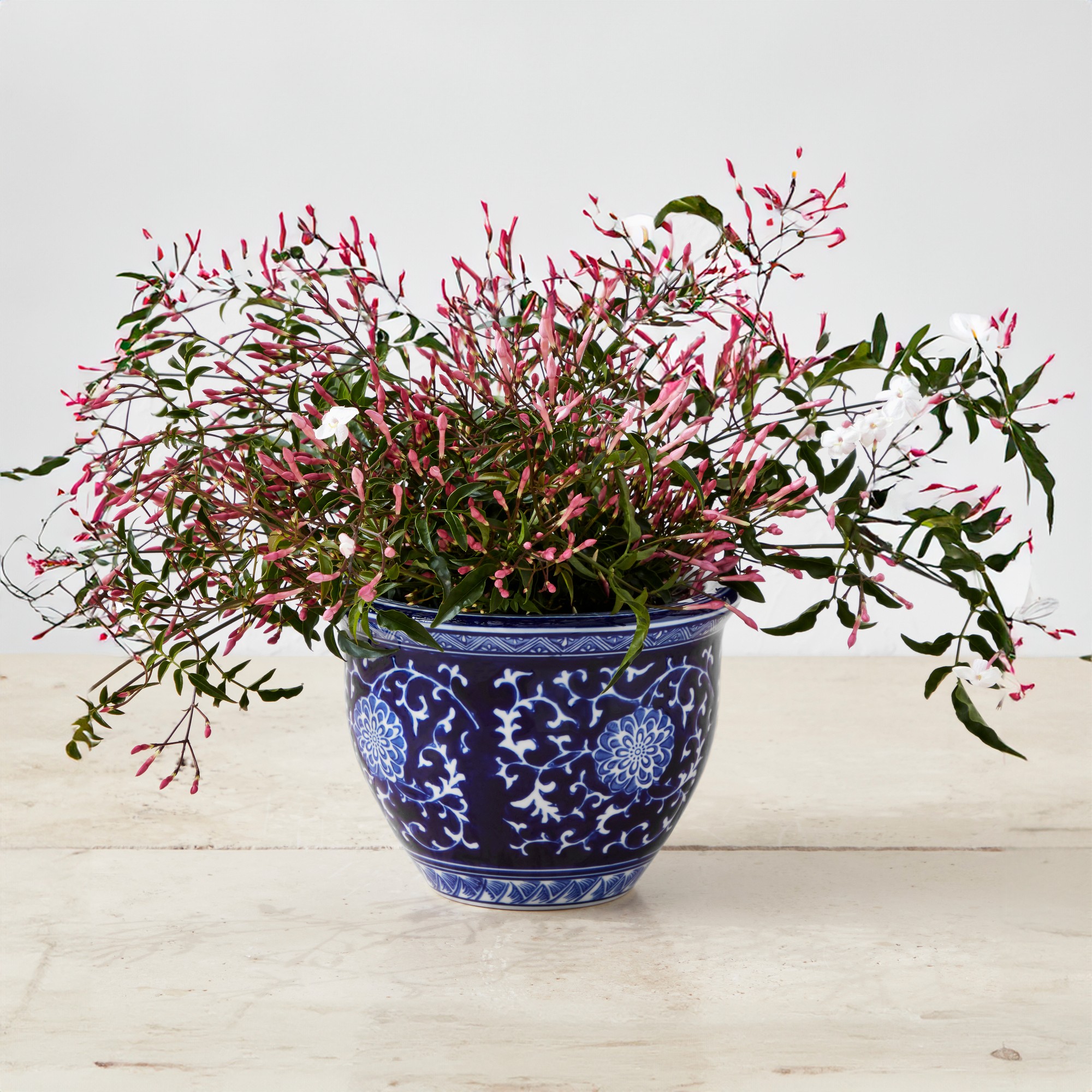 Blue & White Ceramic Planter, Extra Small