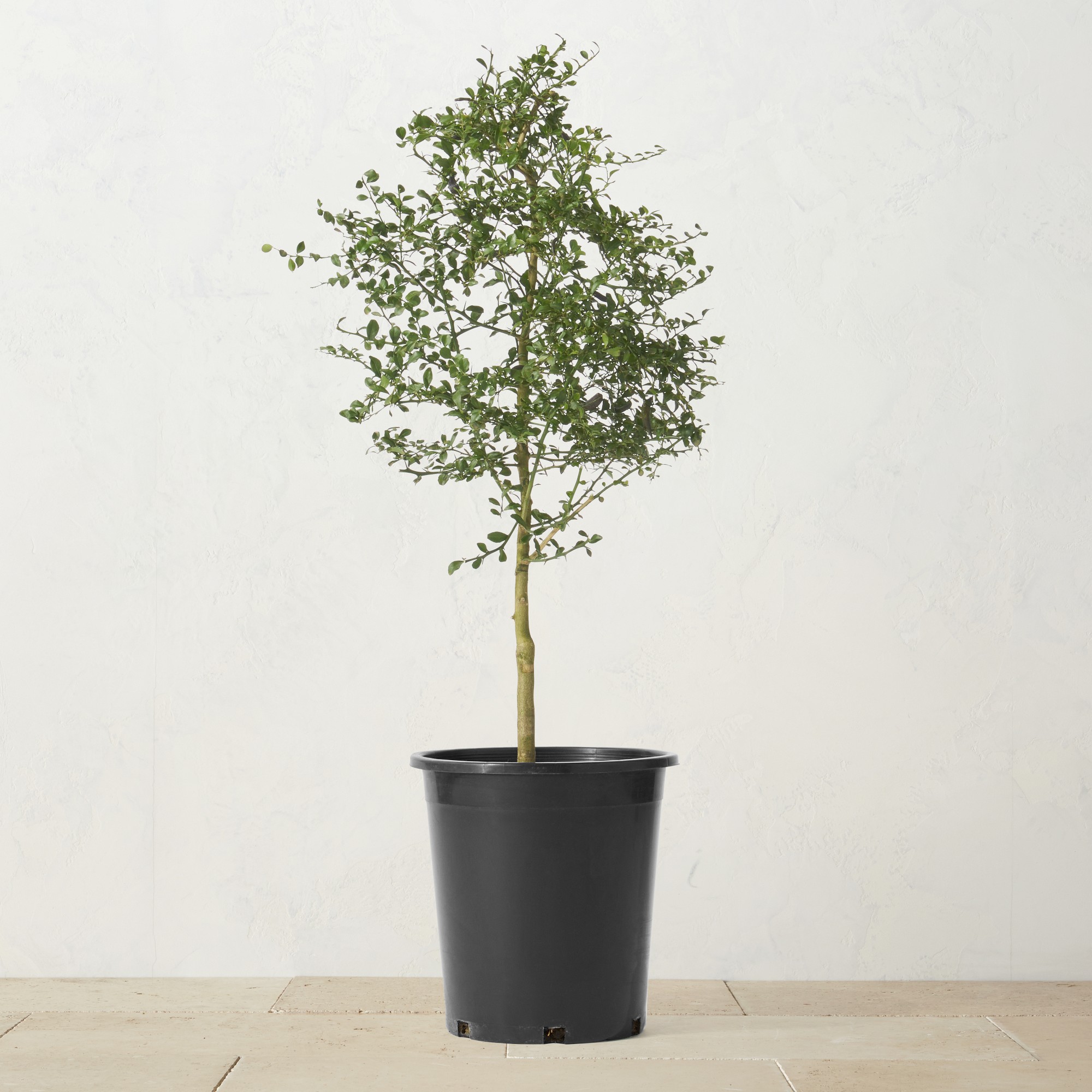 Alder & Oak Australian Finger Limes Tree, 3'