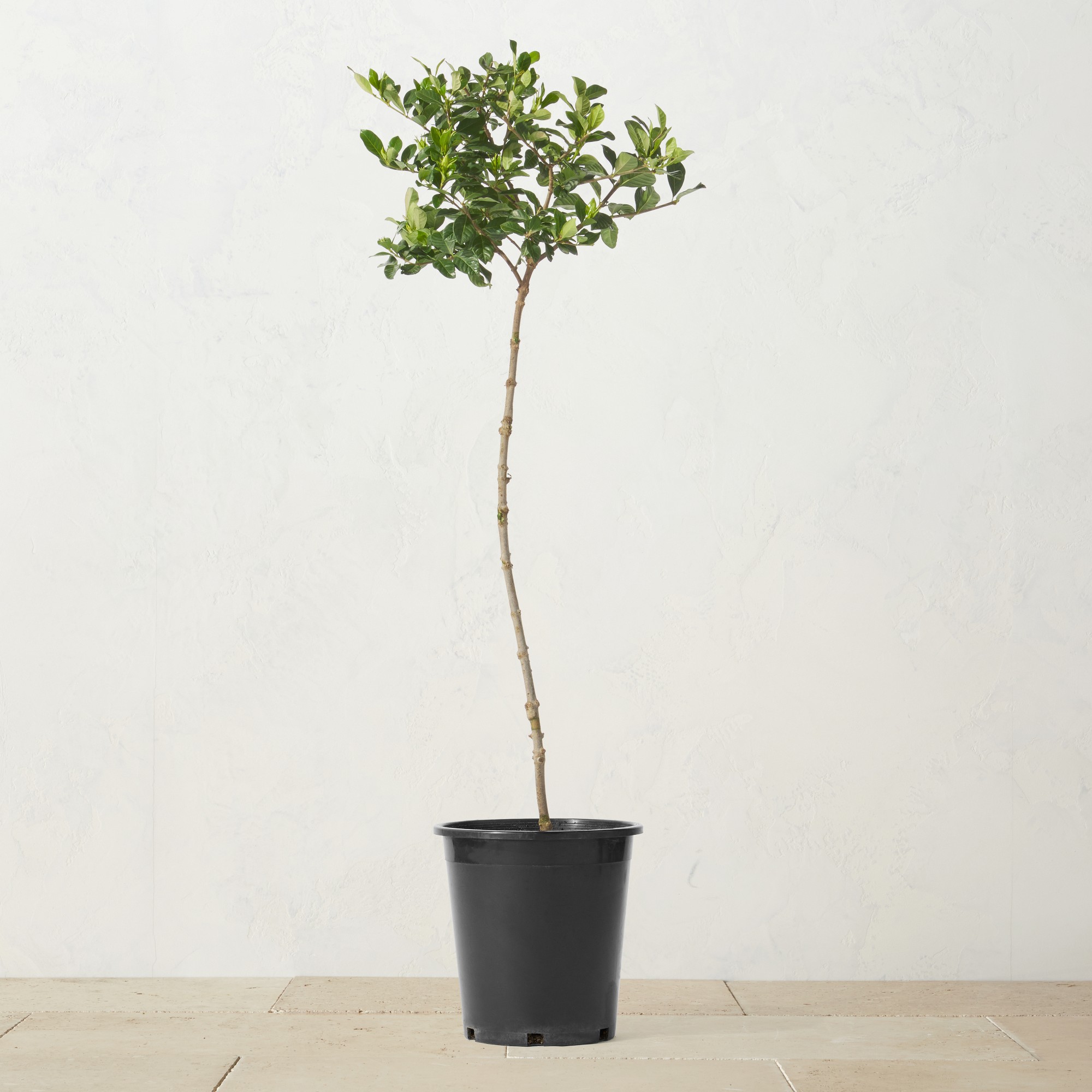 Alder & Oak Gardenia Patio Tree, 3'