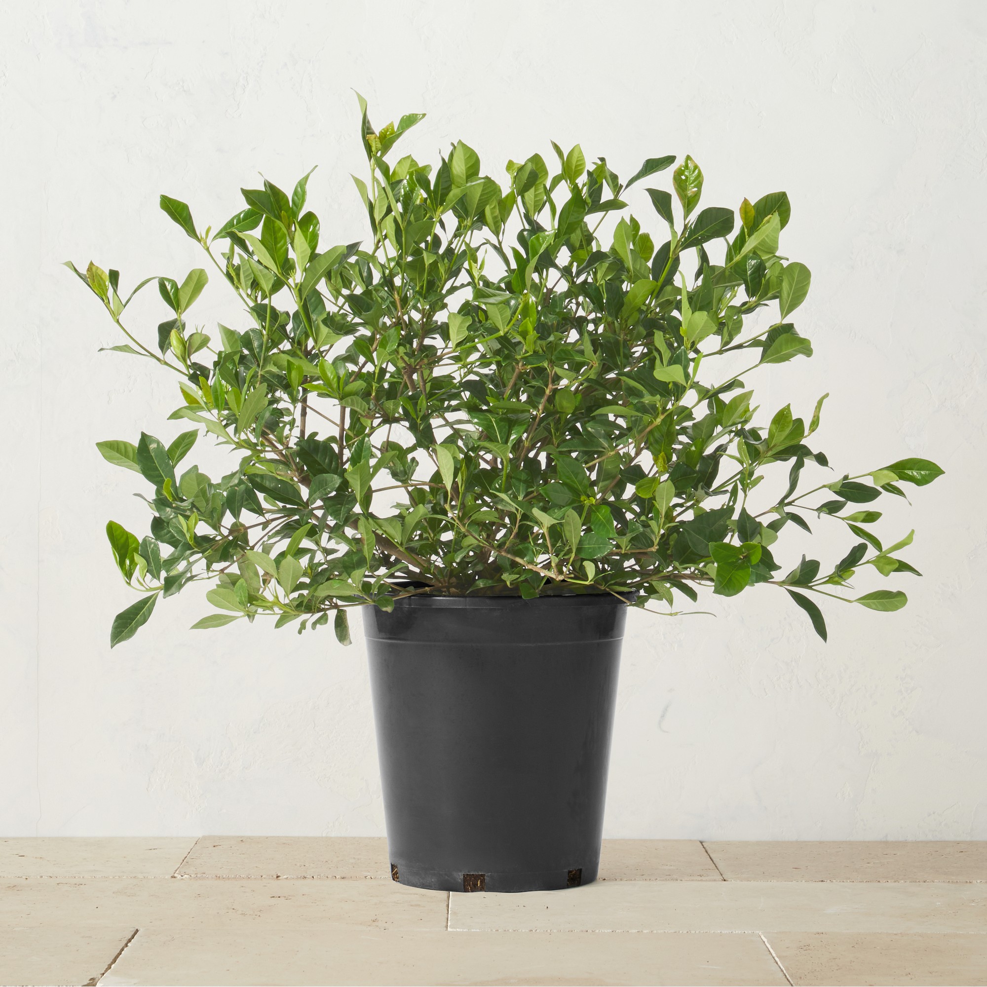 Alder & Oak Gardenia Shrub