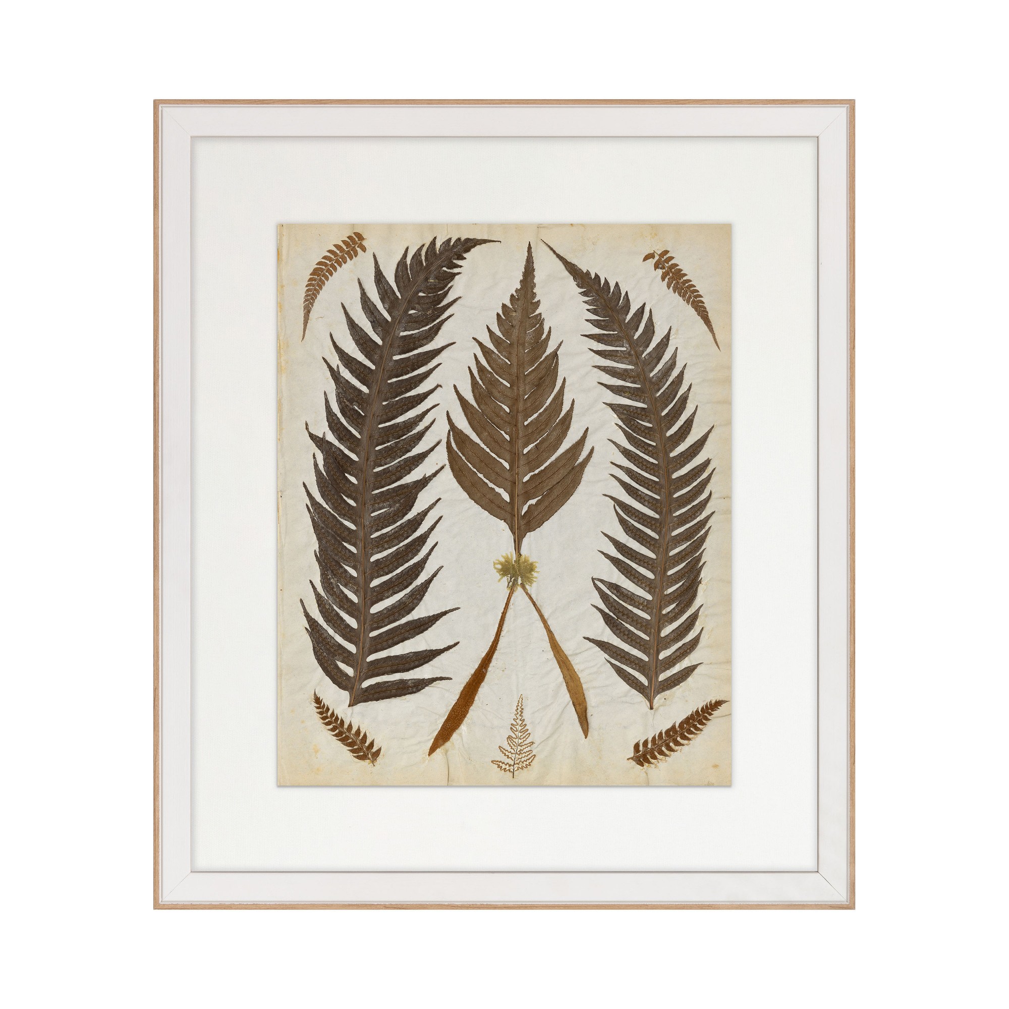 Hand Pressed Fern Specimens