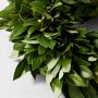 Bay Leaf Live Wreath &amp; Garland