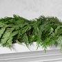 Western Red Cedar Live Wreath &amp; Garland