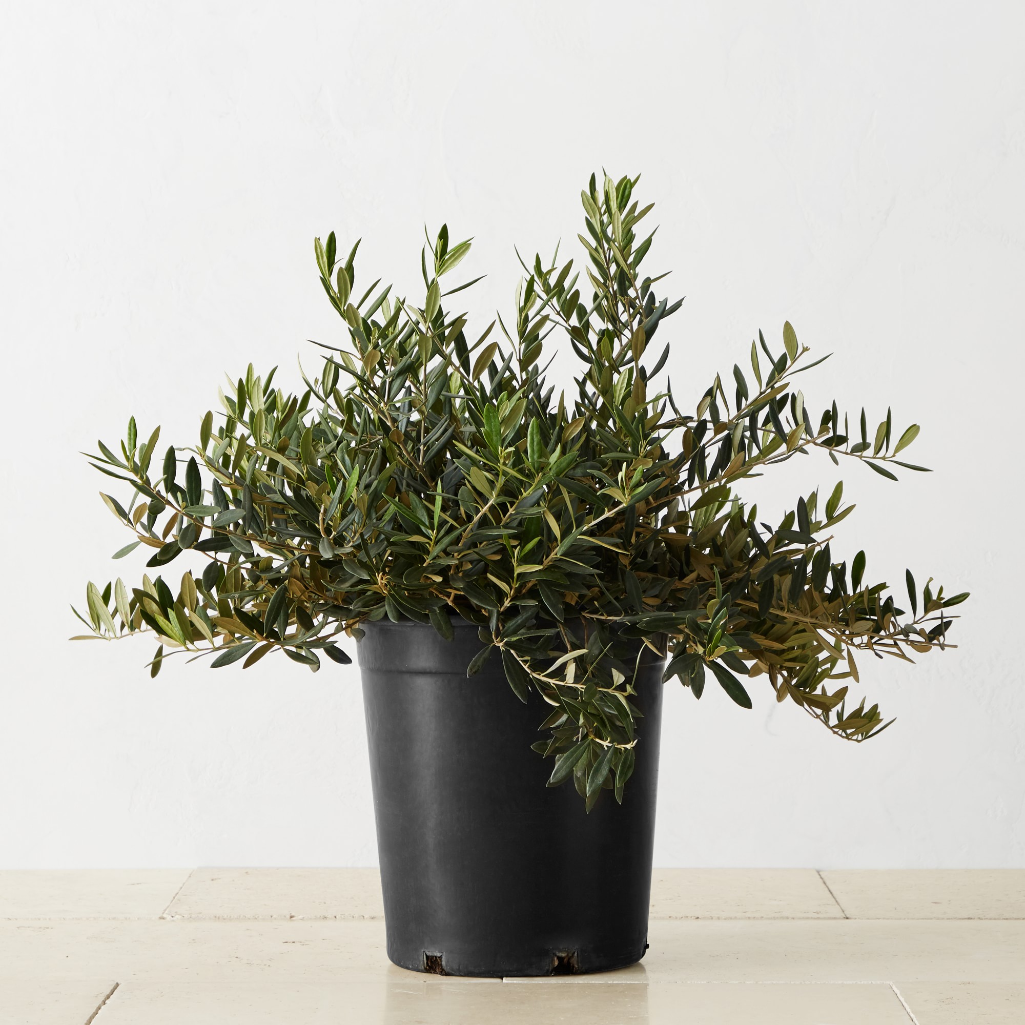 Live Alder & Oak Dwarf Olive Shrub