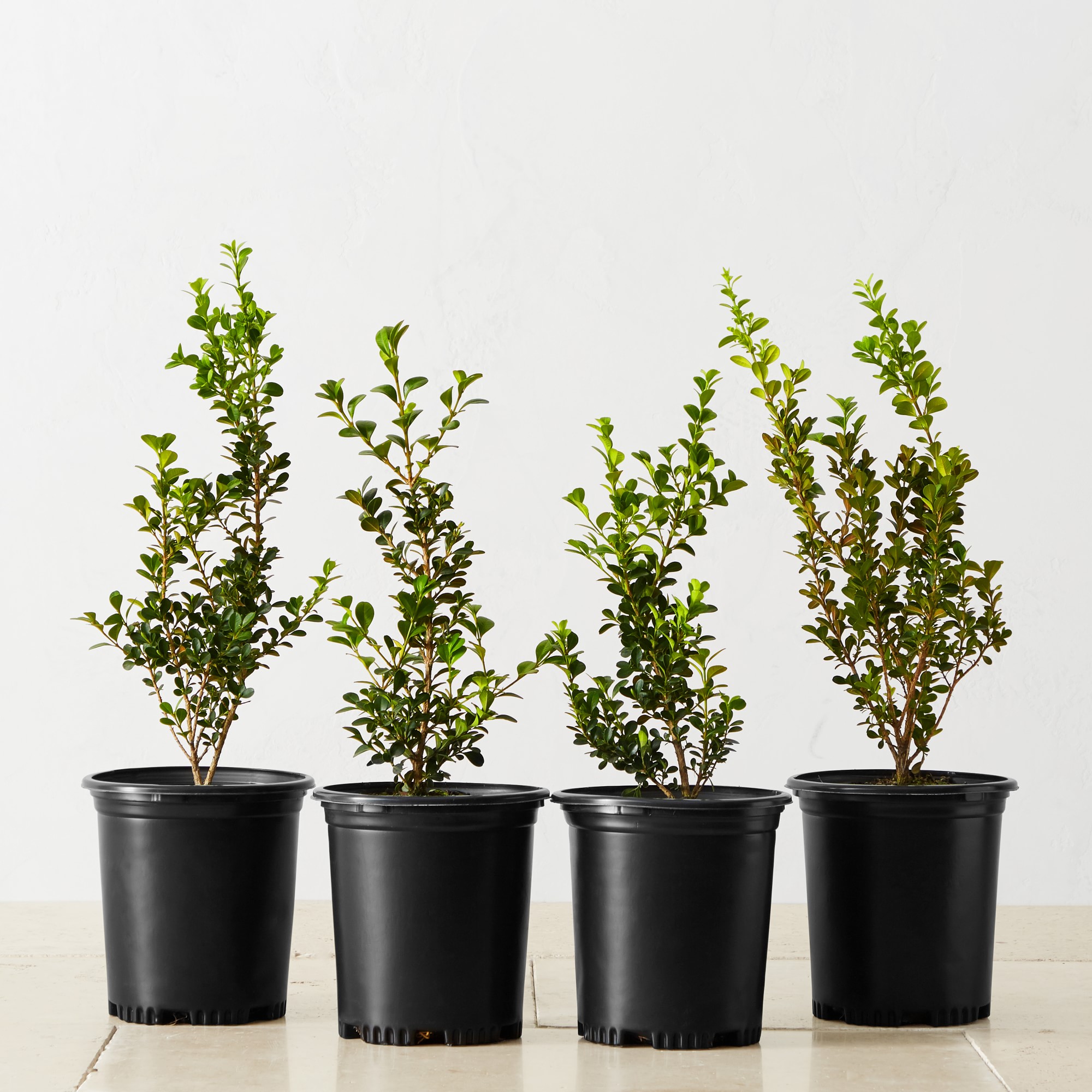 Live Alder & Oak Japanese Boxwood