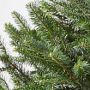 Live Blue Ridge Mountain Christmas Tree, 3'-9'