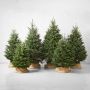 Live Blue Ridge Mountain Christmas Tree, 3'-9'