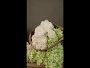 Video 3 for Jeff Leatham Real Touch Faux White Hydrangea Stems, Set of 12