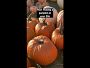 Video 3 for Staub Enameled Cast Iron Pumpkin Cocotte