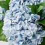 Faux Blue Hydrangea Arrangement in Glass Vase