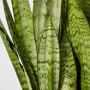 Live Sansevieria Snake House Plant, 16&quot;-20&quot;