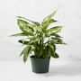 Live Dieffenbachia House Plant, 16"