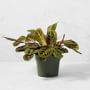 Live In Prayer Maranta House Plant, 12"