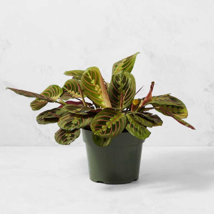 Live In Prayer Maranta House Plant, 12"