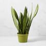 Live Sansevieria Snake House Plant, 16"-20"