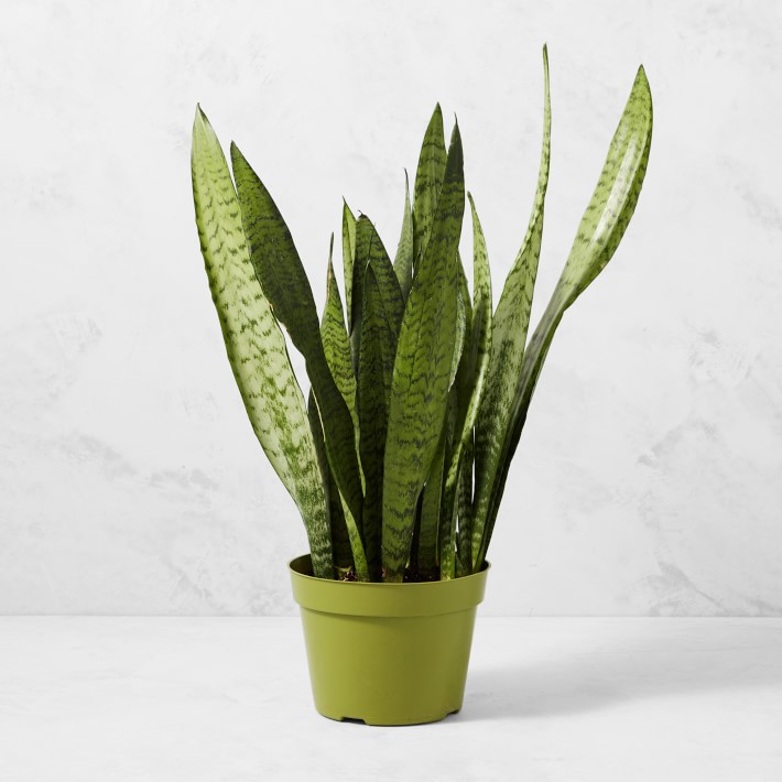 Live Sansevieria Snake House Plant, 16"-20"