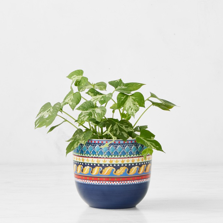 Sicily Cache Pot Collection Medium