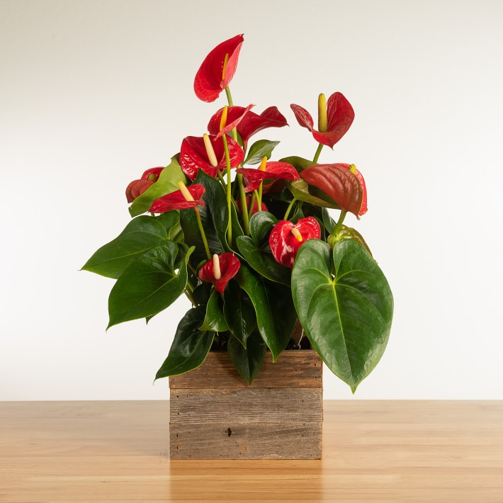 Live Red Anthurium in Reclaimed Wood Planter, 6"