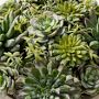 Jeff Leatham x Williams Sonoma Real Touch Faux Succulents in Round Pot, 7&quot;