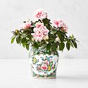 Famille Rose Cachepot