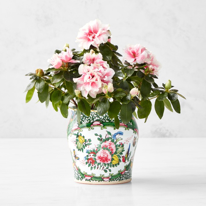 Famille Rose Planter, Mini