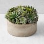 Jeff Leatham Real Touch Faux Succulents in Round Pot, 7"