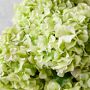 Jeff Leatham x Williams Sonoma Real Touch Faux Light Green Hydrangea Stems, Set of 12