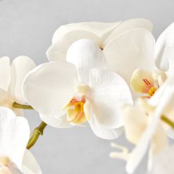 Jeff Leatham x Williams Sonoma Real Touch Faux White Phalaenopsis Orchid in Tapered Bowl, 25&quot;