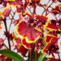 Lunar New Year Potted Orchid Arrangement